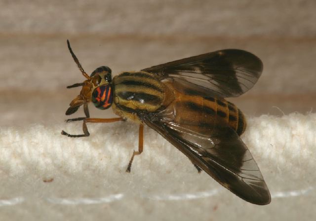 Chrysops vittatus Tabanidae
