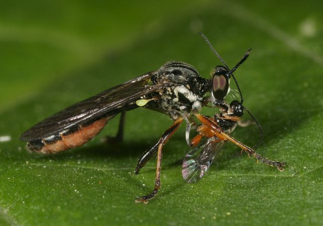 Dioctria hyalipennis Asilidae
