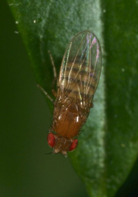 Drosophila sp Drosophilidae