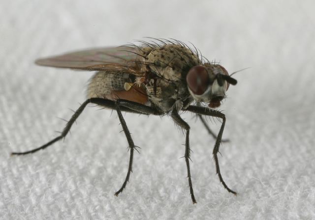   Anthomyiidae