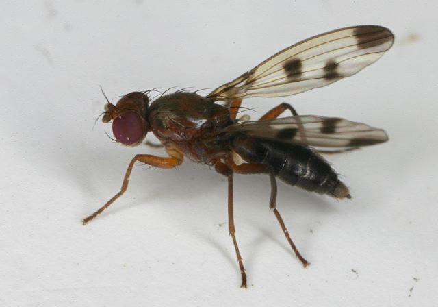 Geomyza Opomyzidae
