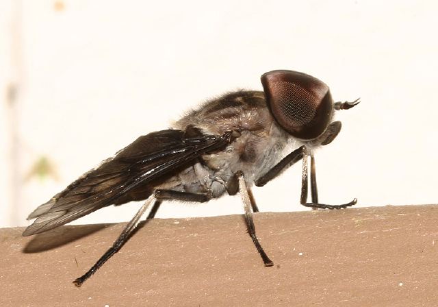 Tabanus Sp Tabanidae