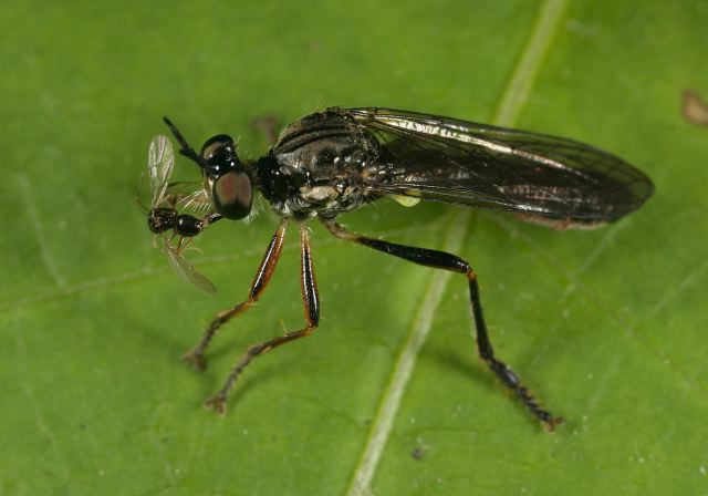 Dioctria hyalipennis Asilidae