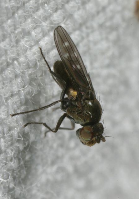 Scatella Sp Ephydridae