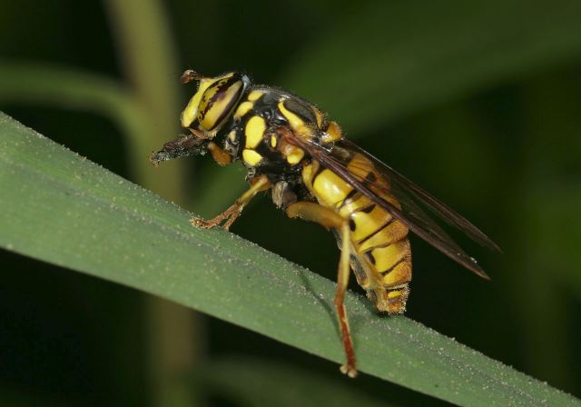 Spilomyia alcimus Syrphidae