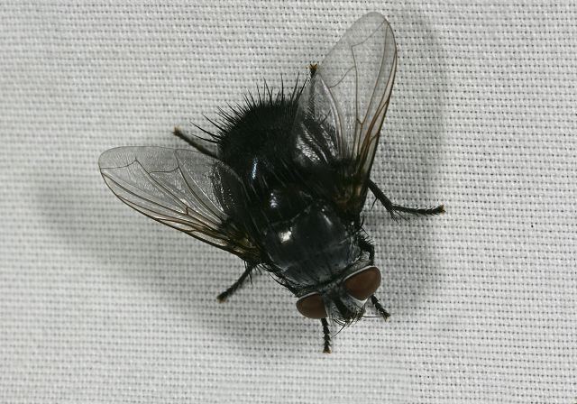 Jurinia sp Tachinidae