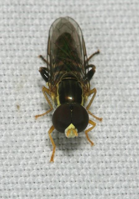 Toxomerus geminatus Syrphidae