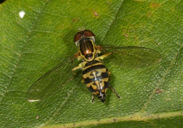 Toxomerus geminatus Syrphidae