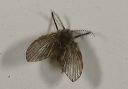 moth_fly121