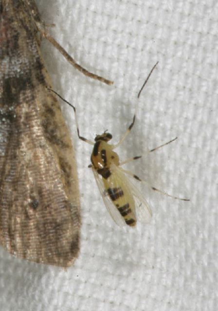 Cricotopus sp. Chironomidae