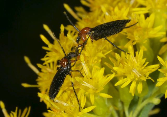 Plecia Sp Bibionidae