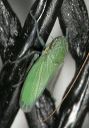 leafhopper_0923