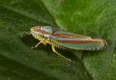 leafhopper_9089