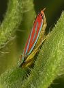 red-banded_leafhopper_325