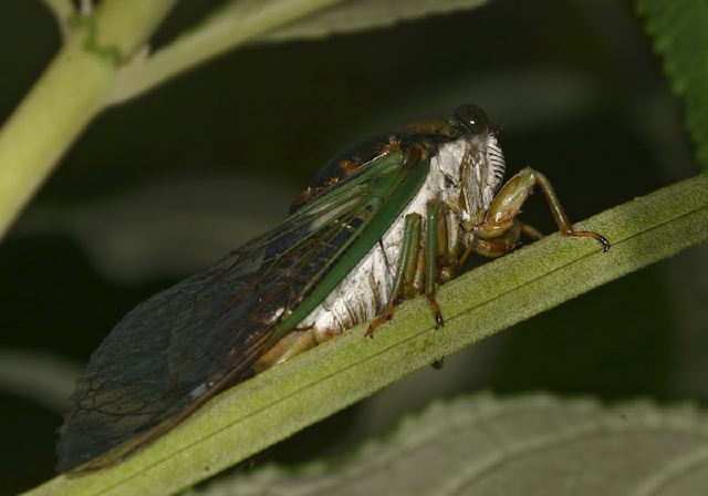 Cicada sp. Cicadidae