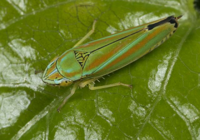 Graphocephala versuta Cicadellidae