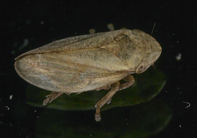 Philaenus spumarius Cercopidae