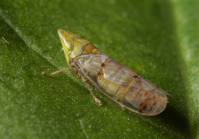 Japananus hyalinus Cicadellidae