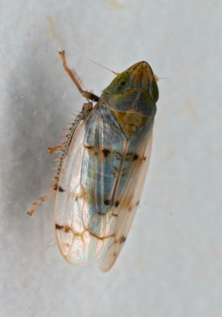 Japananus hyalinus Cicadellidae