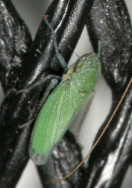 Helochara communis Cicadellidae