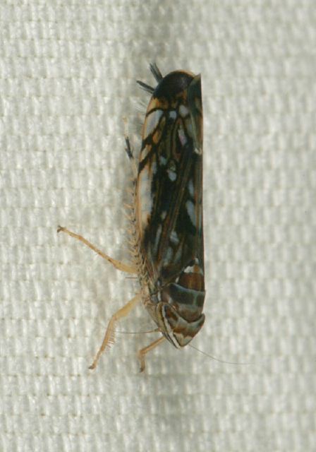 Scaphoideus sp. Cicadellidae