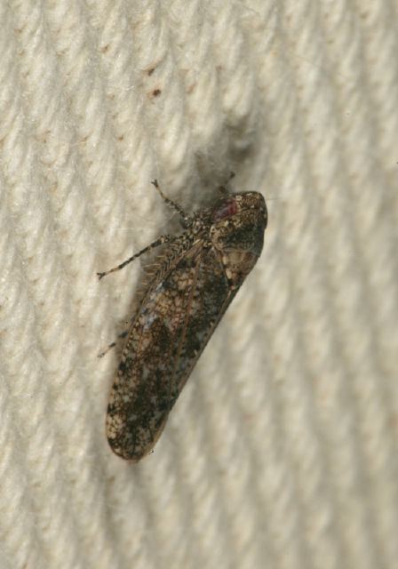 Paraphlepsius irroratus Cicadellidae
