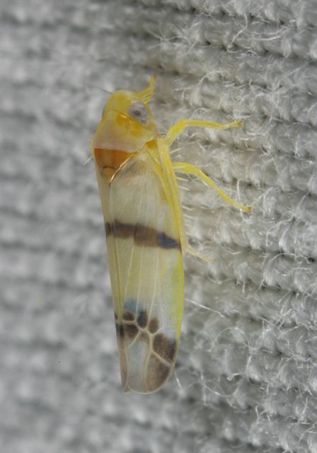 Typhlocyba gillettei Cicadellidae