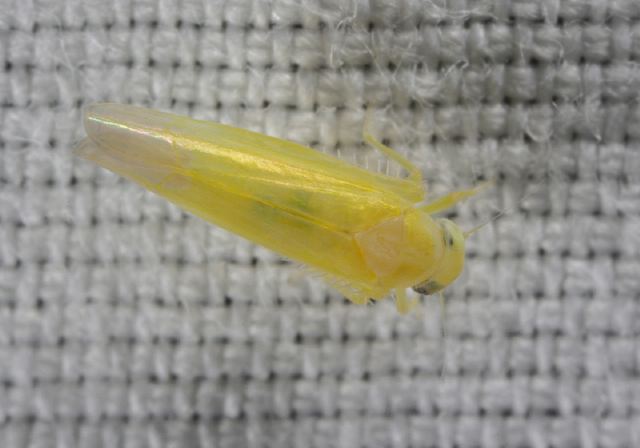 Forcipata sp. Cicadellidae