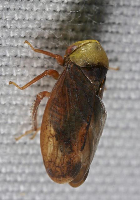Pediopsis tiliae Cicadellidae