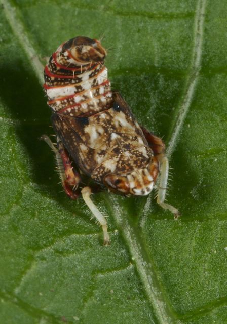 Orientus ishidae Cicadellidae