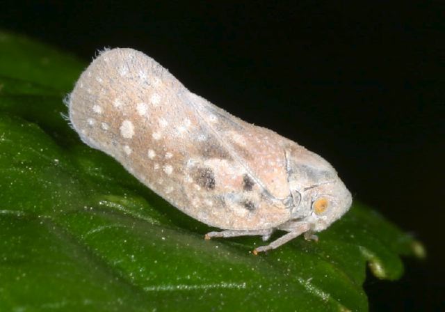 Metcalfa pruinosa Flatidae