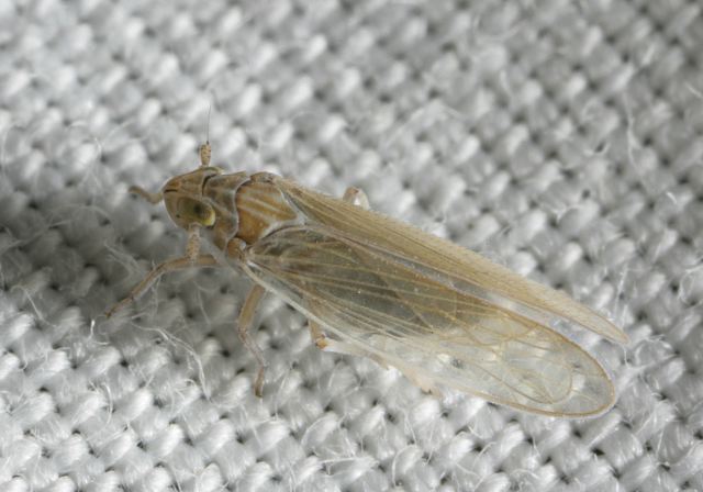 Prokelisia sp. Delphacidae