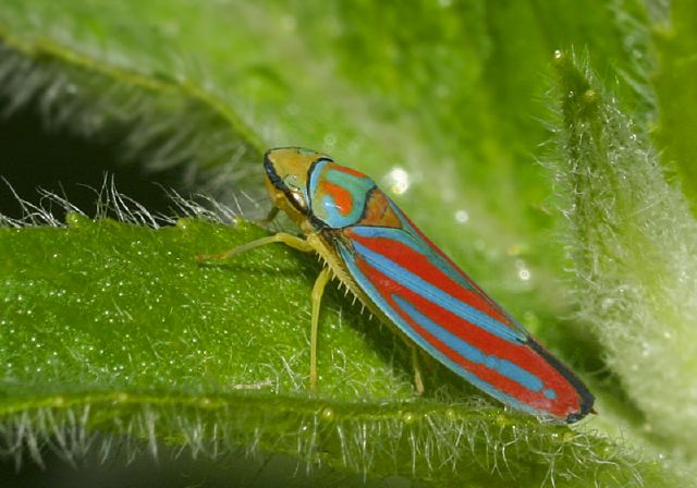 Graphocephala coccinea Cicadellidae