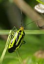 four-lined_plant_bug_9313