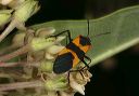 large_milkweed_bug1697
