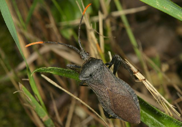 Acanthocephala terminalis Coreidae