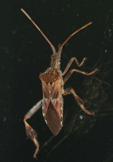 Leptoglossus occidentalis Coreidae