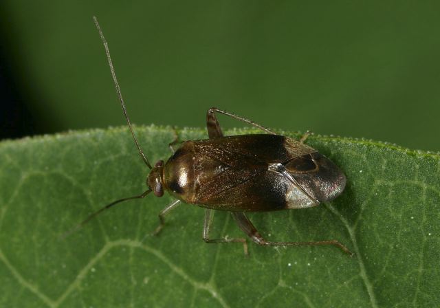 Lygocoris hirticulus? Miridae