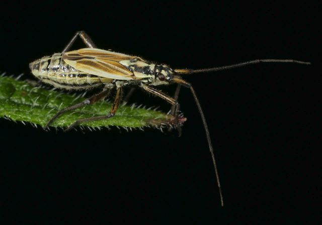 Leptopterna dolabrata Miridae