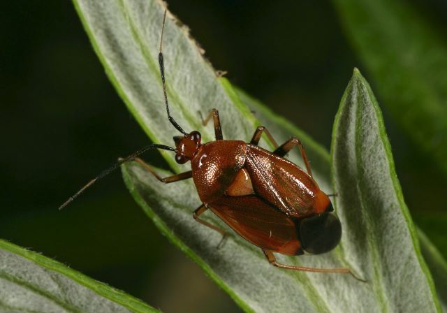 Deraeocoris sp. Miridae