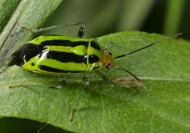 Poecilocapsus lineatus Miridae