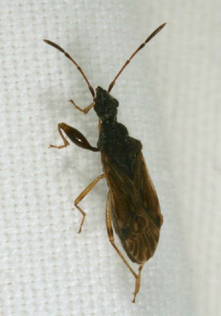 Ligyrocoris sp. Rhyparochromidae