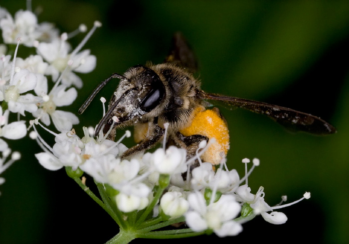 Andrena (Plastandrena) crataegi Andrenidae