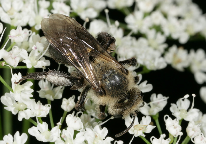 Andrena (Melandrena) vicina Andrenidae