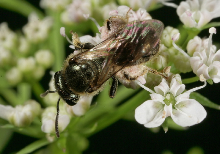 Lasioglossum (Dialictus) sp.? Halictidae