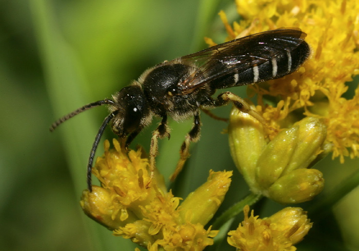Halictus rubicundus Halictidae