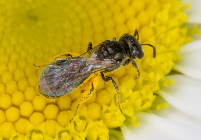 Lasioglossum (Dialictus) imitatum Halictidae