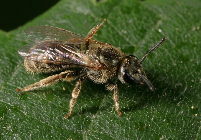 Lasioglossum (Dialictus) versatum? Halictidae