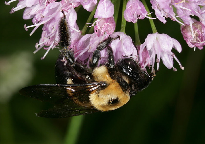 Xylocopa virginica Apidae