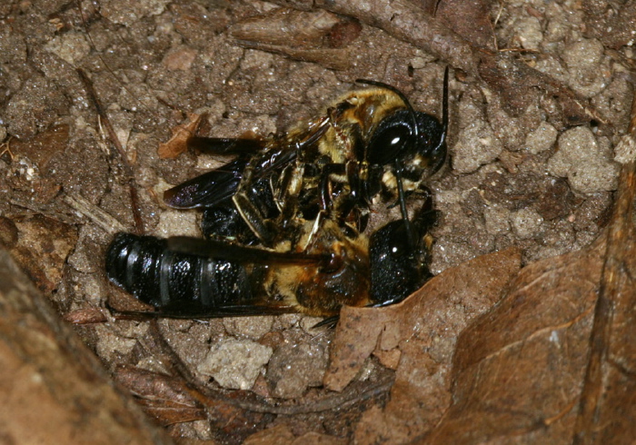Megachile (Callomegachile) sculpturalis Megachilidae